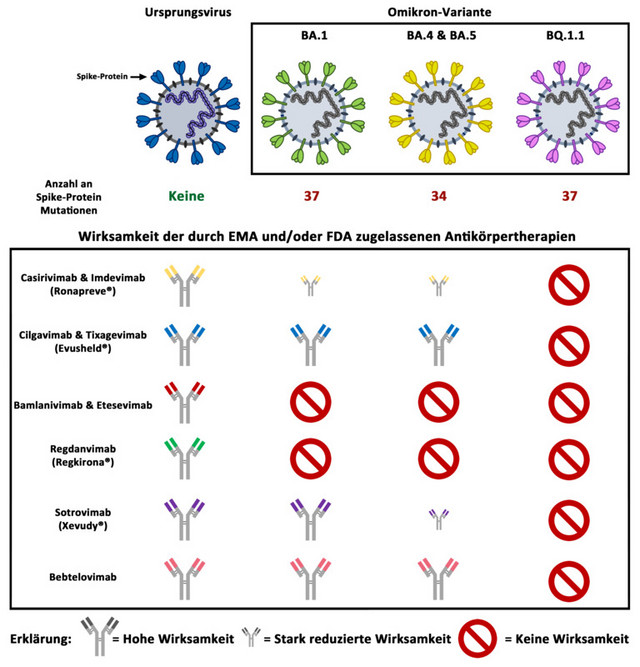 Die Omikron-Untervarianten BA.1, BA.4, BA.5 sowie Q.1.1 weisen eine hohe Anzahl an Mutationen im Spike-Protein auf. Bei einigen dieser Mutationen handelt es sich um Fluchtmutationen, die es dem Virus erlauben, der Neutralisation durch Antikörper zu entkommen. Zusätzlich kommt es auch zur Resistenzentstehung gegenüber biotechnologisch hergestellten Antikörpern, die Risikopatient*innen vorbeugend oder als Therapie bei einer diagnostizierten SARS-CoV-2-Infektion verabreicht werden. Die Omikron-Untervariante BQ.1.1 ist die erste Variante, die gegen alle derzeitig durch die EMA (Europäische Arzneimittel-Agentur, European Medicines Agency) und/oder FDA (US-Amerikanische Behörde für Lebens- und Arzneimittel, Food and Drug Administration) zugelassenen Antikörpertherapien resistent ist. 