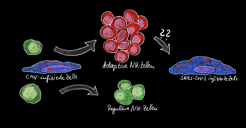 Eine Infektion mit Zytomegalie-Viren (CMV) bewirkt bei einem Drittel der befallenen Menschen, dass der Körper langlebige, adaptive Natürliche Killerzellen (NK-Zellen) bildet. Abbildung: Lutz Walter