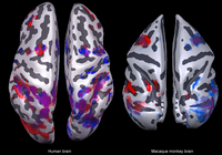 Das Bild zeigt die Oberflächenkonstruktion der Gehirne eines Menschen und eines Makaken in der Aufsicht. Die farbigen Areale markieren jeweils die aktiven Bereiche des linken und rechten Gesichtsfeldes. Abbildung: Igor Kagan