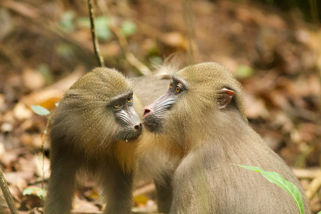 Ist die Ähnlichkeit der Gesichtszüge bei Mandrill-Affen eine Folge von Selektion? Mittels künstlicher Intelligenz haben Wissenschaftler vom Deutschen Primatenzentrum und dem Institut des Sciences de l’Evolution de Montpellier diese Frage untersucht