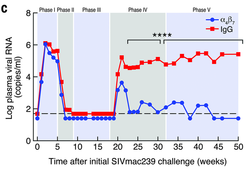 Die Grafik zeigt die Menge an Viren in den mit dem spezifischen Antikörper behandelten Affen (blau, alpha4beta7) und den Kontrolltieren (rot, IgG). Abbildung: Byrareddy, Science 2016