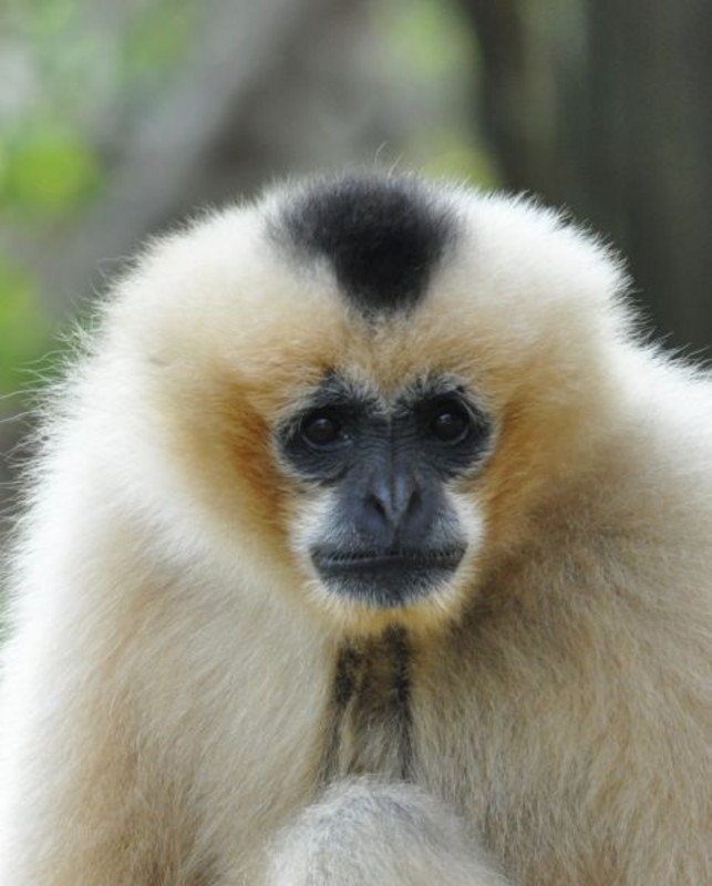 Females of the Northern White-cheeked Gibbon differ from the male specimens through pale yellow coat, black to brown crown and the white ring around the face. Photo: Tilo Nadler