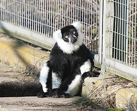 A black-and-white ruffed lemur at the DPZ. Photo: Anton Säckl