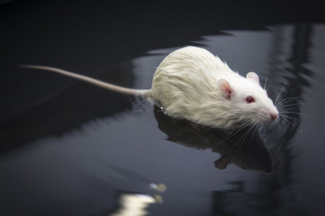 Über 90 Prozent der Versuchstiere sind Mäuse, Ratten und Fische. Foto: D. Mahler