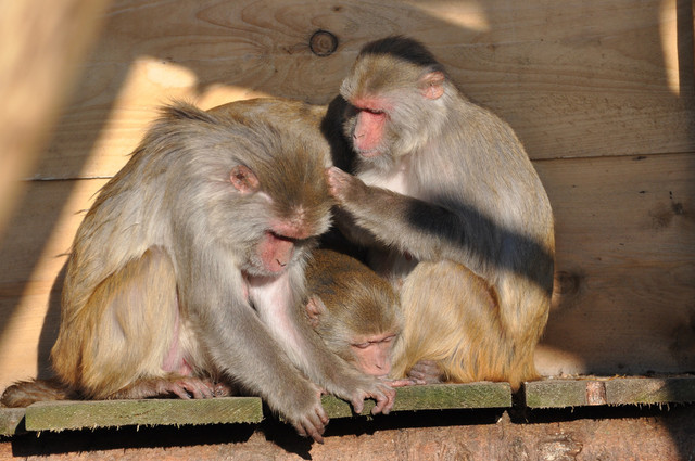 Rhesusaffen in der Primatenhaltung am Deutschen Primatenzentrum. Foto: Karin Tilch