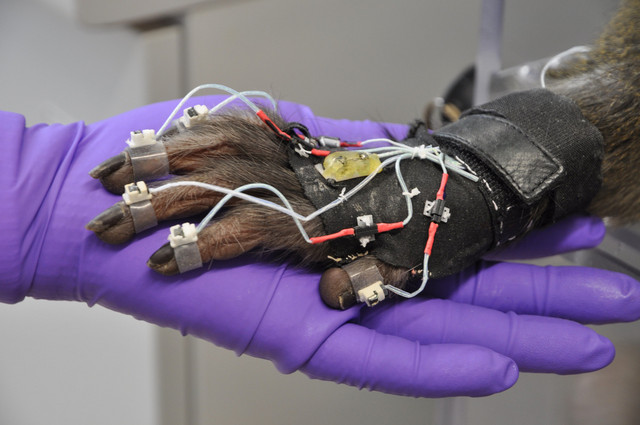 Ein Rhesusaffe (Macaca mulatta) trägt einen Datenhandschuh zur Erfassung detaillierter Hand- und Armbewegungen. Foto: Ricarda Lbik