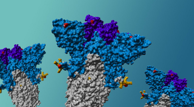 Spike-Proteine der Delta-Variante.