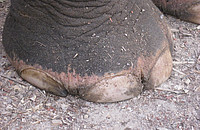 Wie sieht ein Elefantenfuß aus? Um die Frage zu beantworten, musste Ann-Kathrin Oerke auf Fotos zurückgreifen. Davon hat die Elefantenexpertin jede Menge. Foto: Ann-Kathrin Oerke.