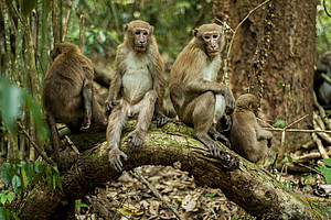 Mehrere subadulte männliche Assam-Makaken in Thailand. Foto: Kitisak Srithorn