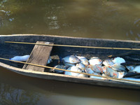 Fishing boat. Photo: Sofya Dolotovskaya
