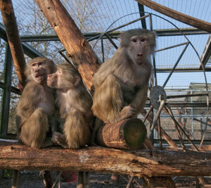 Hamadryas baboons in an outdoor enclosure at the DPZ. Photo: Anton Säckl