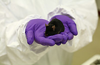 Das Bild zeigt eine braune Labormaus. Foto: Understanding Animal Research