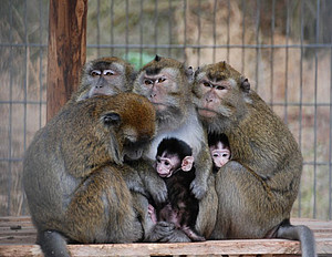 Long-tailed macaques in the outdoor enclosure at the German Primate Center with two infants. Photo: Laura Tschernek