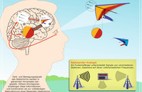 Ähnlich wie ein Funkempfänger, der Radiosender anhand unterschiedlicher Frequenzen unterscheidet (rechts unten), differenzieren höhere Hirnbereiche die Quelle eines eingehenden Nervensignals aus einem niedrigeren Hirnbereich anhand der Frequenz. In der Zeichnung eines menschlichen Gehirns markieren A und B Hirnareale, die Farb- bzw. Bewegungsrichtungsinformationen getrennt verarbeiten. C kennzeichnet höhere Hirnareale, die die Informationen über einzelne visuelle Merkmale zu einer einheitlichen Wahrnehmung von visuellen Objekten kombinieren. In diesem Beispiel werden die Farb- und Bewegungsrichtung des Gleitschirms separat in den Bereichen A und B analysiert und dann im Bereich C kombiniert, um die vollständige Wahrnehmung des Gleitschirms zu ermöglichen. Abbildung: Deutsches Primatenzentrum