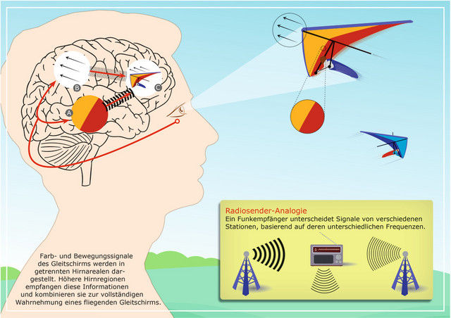 Ähnlich wie ein Funkempfänger, der Radiosender anhand unterschiedlicher Frequenzen unterscheidet (rechts unten), differenzieren höhere Hirnbereiche die Quelle eines eingehenden Nervensignals aus einem niedrigeren Hirnbereich anhand der Frequenz. In der Zeichnung eines menschlichen Gehirns markieren A und B Hirnareale, die Farb- bzw. Bewegungsrichtungsinformationen getrennt verarbeiten. C kennzeichnet höhere Hirnareale, die die Informationen über einzelne visuelle Merkmale zu einer einheitlichen Wahrnehmung von visuellen Objekten kombinieren. In diesem Beispiel werden die Farb- und Bewegungsrichtung des Gleitschirms separat in den Bereichen A und B analysiert und dann im Bereich C kombiniert, um die vollständige Wahrnehmung des Gleitschirms zu ermöglichen. Abbildung: Deutsches Primatenzentrum