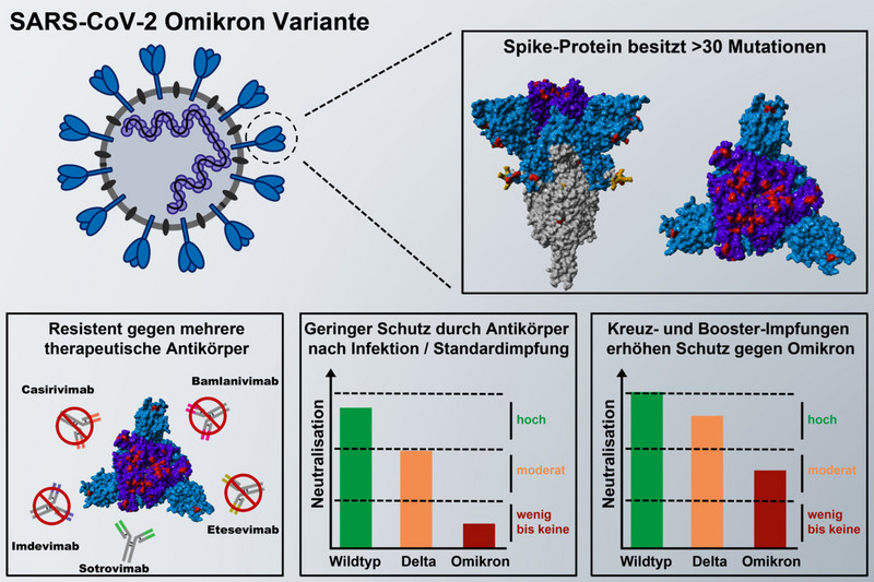 Schematische Darstellung des Spike-Proteins