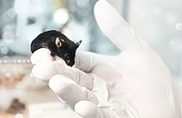 Eine Maus im Labor. Foto: anyaivanova / Shutterstock.