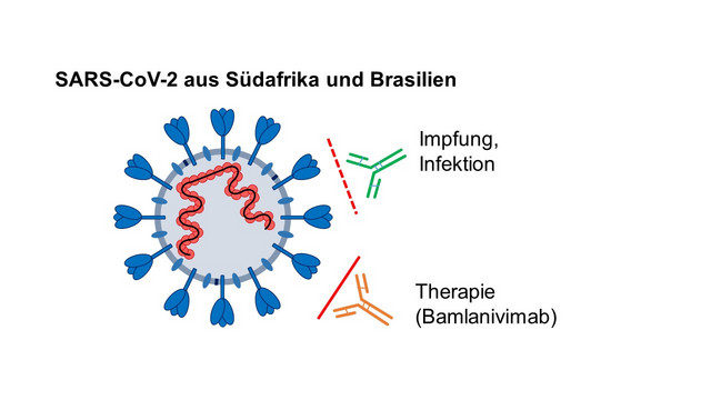 Geringere Hemmung von SARS-CoV-2-Varianten durch Antikörper