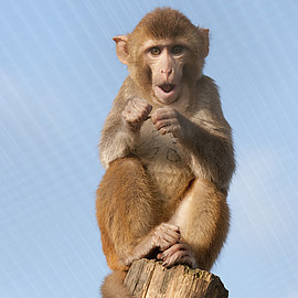 Rhesus macaque in an enclosure at the DPZ. Photo: Anton Säckl