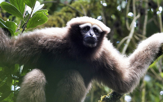 Skywalker-Gibbon (Hoolock tianxing), eine neue Primatenart aus China und Myanmar, die erst 2017 beschrieben wurde und ist vor dem Aussterben bedroht. Foto: P.-F. Fan