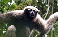 Skywalker-Gibbon (Hoolock tianxing), eine neue Primatenart aus China und Myanmar, die erst 2017 beschrieben wurde und ist vor dem Aussterben bedroht. Foto: P.-F. Fan