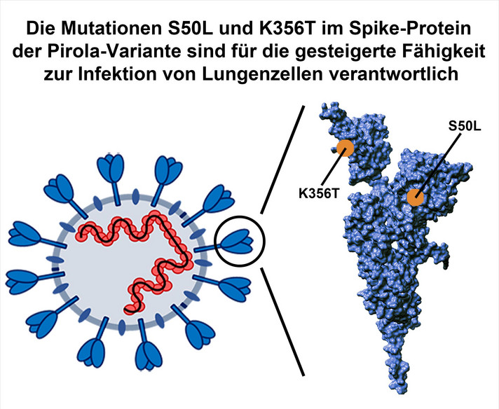 Das Spike-Protein der stark mutierten Pirola-Variante besitzt zwei wichtige Mutationen, S50L und K356T, welche die Infektion von Lungenzellen verbessern. Abbildung: Markus Hoffmann