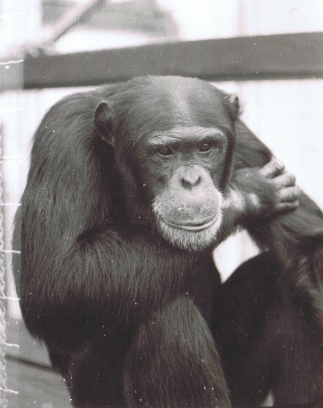 Jonny 1978 mit 17 Jahren. Foto: Zoo Saarbücken