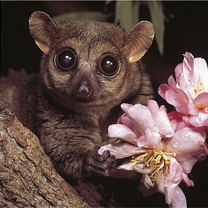 Northern Giant Mouse Lemur. Photo: D. Haring