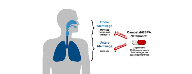 Die Bauchspeicheldrüsenmedikamente Camostat und Nafamostat hemmen die Vermehrung von SARS-CoV-2 in Lungengewebe. Abbildung: Markus Hoffmann