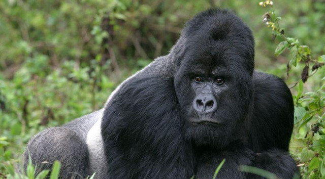 Der Berggorilla (Gorilla beringei beringei) lebt im Virunga-Nationalpark im Kongo und ist vom Aussterben bedroht. Foto: erwinf/stock.adobe.com
