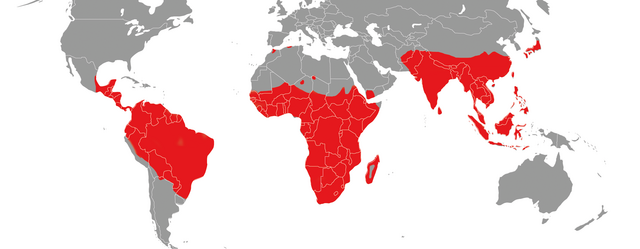 Weltweite Verbreitung der Primatenarten (außer Mensch). Karte: Graphics Factory CC, www.vectorworldmap.com, Abbildung: Luzie Almenräder