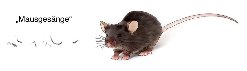 Mäuse ohne Großhirnrinde entwickeln normale Lautäußerungen. Abbildung: Kurt Hammerschmidt