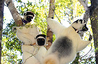 Eine Gruppe von Larven-Sifakas (Propithecus verrauxi) in Madagaskar auf Futtersuche. Foto: Claudia Fichtel