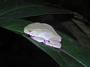 Phyllomedusa bicolor