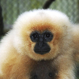 Northern Yellow-cheeked crested Gibbon, female. Photo: Tilo Nadler