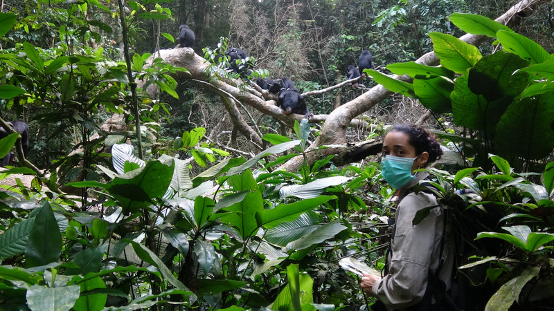 Dr. Liran Samuni beobachtet das Sozialverhalten einer Gruppe Bonobos im Kokolopori-Bonobo-Reservat in der Demokratischen Republik Kongo. Foto: Dr. Erin Wessling