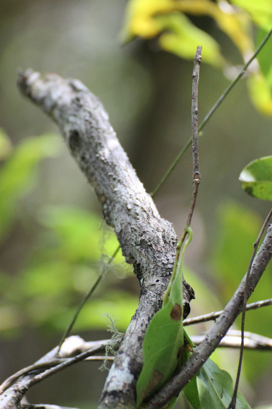 Können Sie den Moosblattschwanzgecko (Uroplatus sikorae) finden?