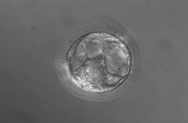 Ein etwa 5 Tage alter Präimplantationsembryo des Weißbüschelaffen. Foto: Charis Drummer