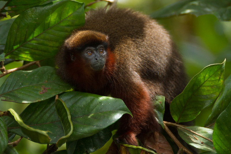 Roter Springaffe im Amazonasregenwald. Foto: Caroline Elisabeth Haas