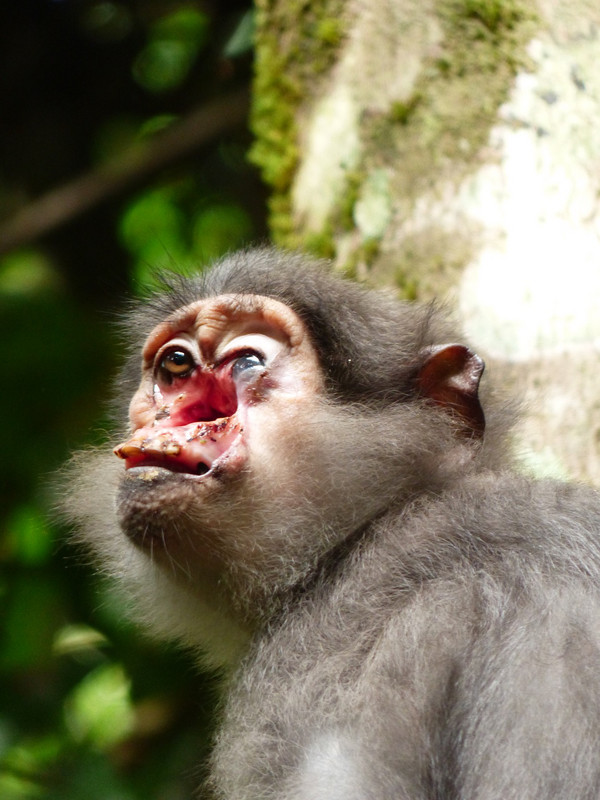 Ein mit dem Frambösieerreger schwer infiziertes Rußmangaben (Cercocebus atys atys) Weibchen aus dem Taï Nationalpark, Elfenbeinküste. Foto: Alexander Mielke/Taï Chimpanzee Project