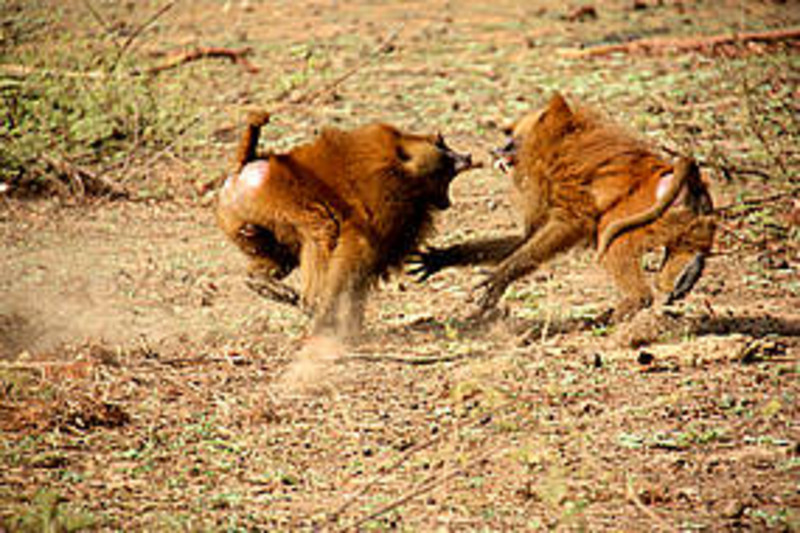 Zwei kämpfende Guineapaviane