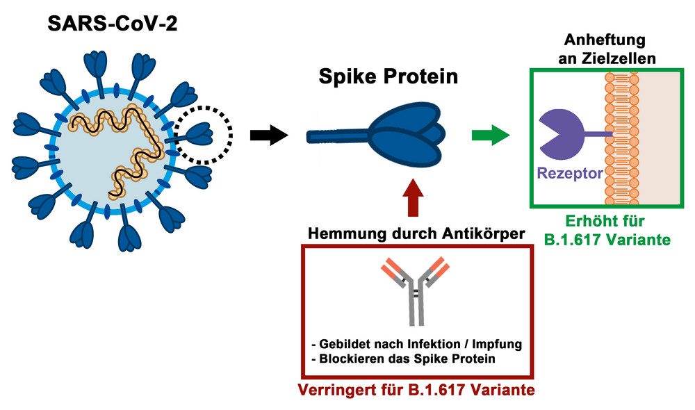 Das Spike Protein auf der Oberfläche von SARS-CoV-2-Virionen ist für den Eintritt in Zielzellen verantwortlich. Darüber hinaus stellt es das Hauptziel von neutralisierenden Antikörpern dar, welche nach Infektion oder Impfung gebildet werden. Das Spike-Protein der B.1.617-Variante hat Mutationen erworben, welche die Effizienz des Viruseintritts in Zellen steigern können und die Empfindlichkeit des Virus gegenüber der antikörpervermittelten Neutralisation (= Hemmung) verringern. Abbildung: Markus Hoffmann