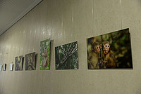 Impressionen aus dem Thailändischen Regenwald - Assam-Makaken. Foto: Sylvia Siersleben