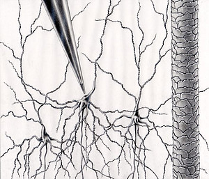 Illustrationen einer elektophysiologischen Messung an Nervenzellen. Hier, zum Vergleich, die Größe der im Rhesusaffengehirn eingepflanzten Mikroelektroden mit einem menschlichen Haar. Bild: Klaus Lamberty