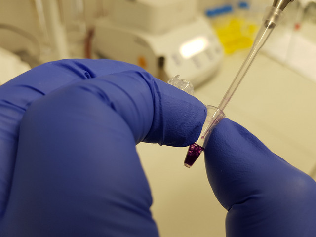 Markus Hoffmann pipettiert eine Probe für eine PCR in ein PCR-Tube im Labor. Foto: Nadine Krüger