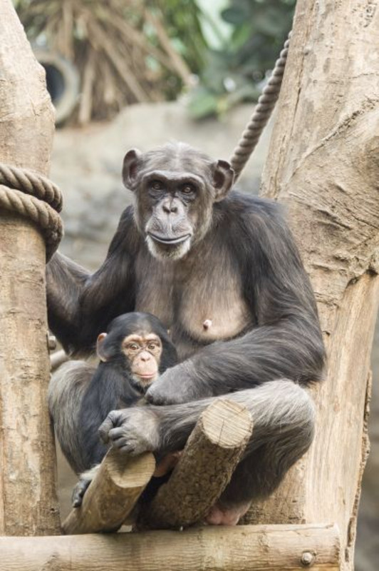 Schimpansen. Foto: MPI EVA Leipzig