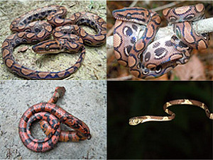 Catalog of amphibiens and reptiles at EBQB