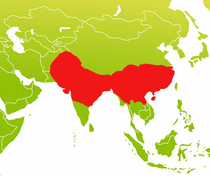 Verbreitungsgebiet der Rhesusaffen in Asien. Abbildung: Sylvia Siersleben