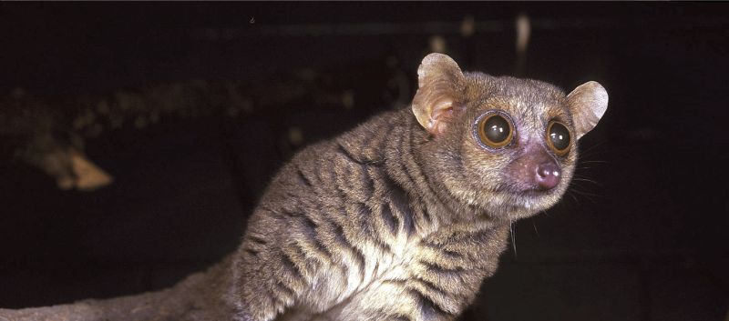 Deutsches Primatenzentrum: Northern giant mouse lemur lives up to its name