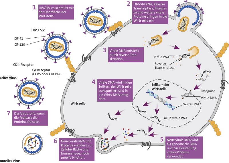 Replikationszyklus des humanen (HIV) bzw. Affenimmundefizienzvirus (SIV). Abbildung: Luzie J. Almenräder
